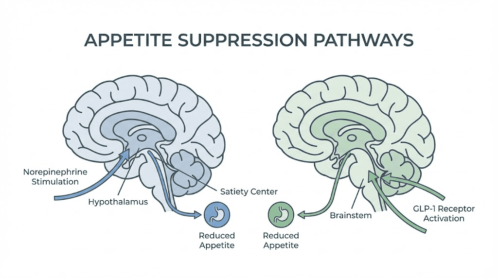 Phentermine vs semaglutide mechanism of action in the brain