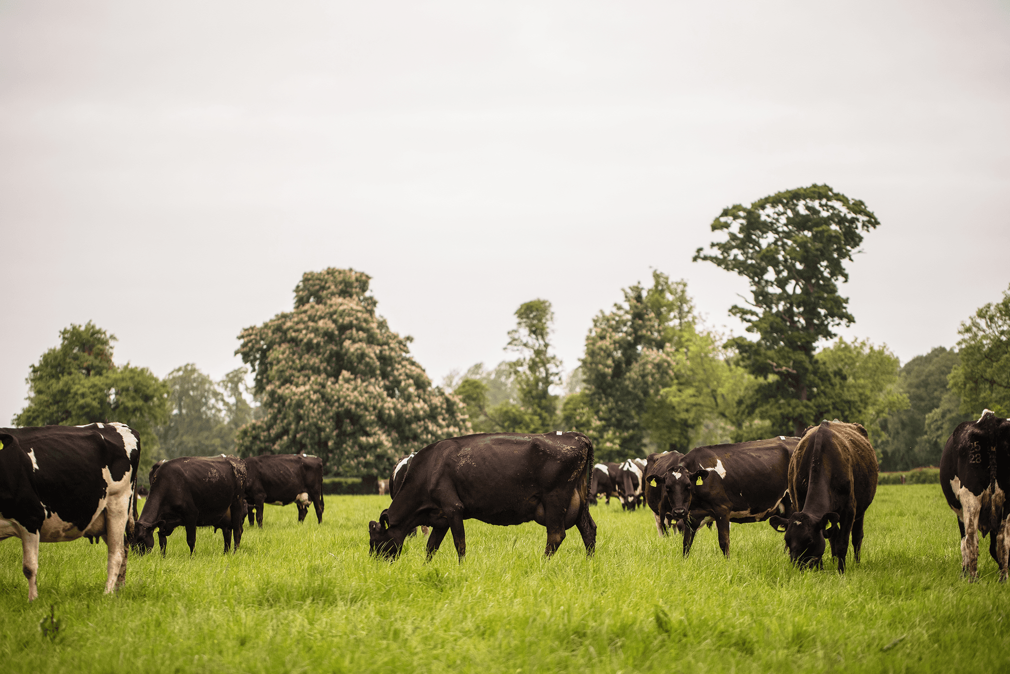 Killadoon herd grazing in a field