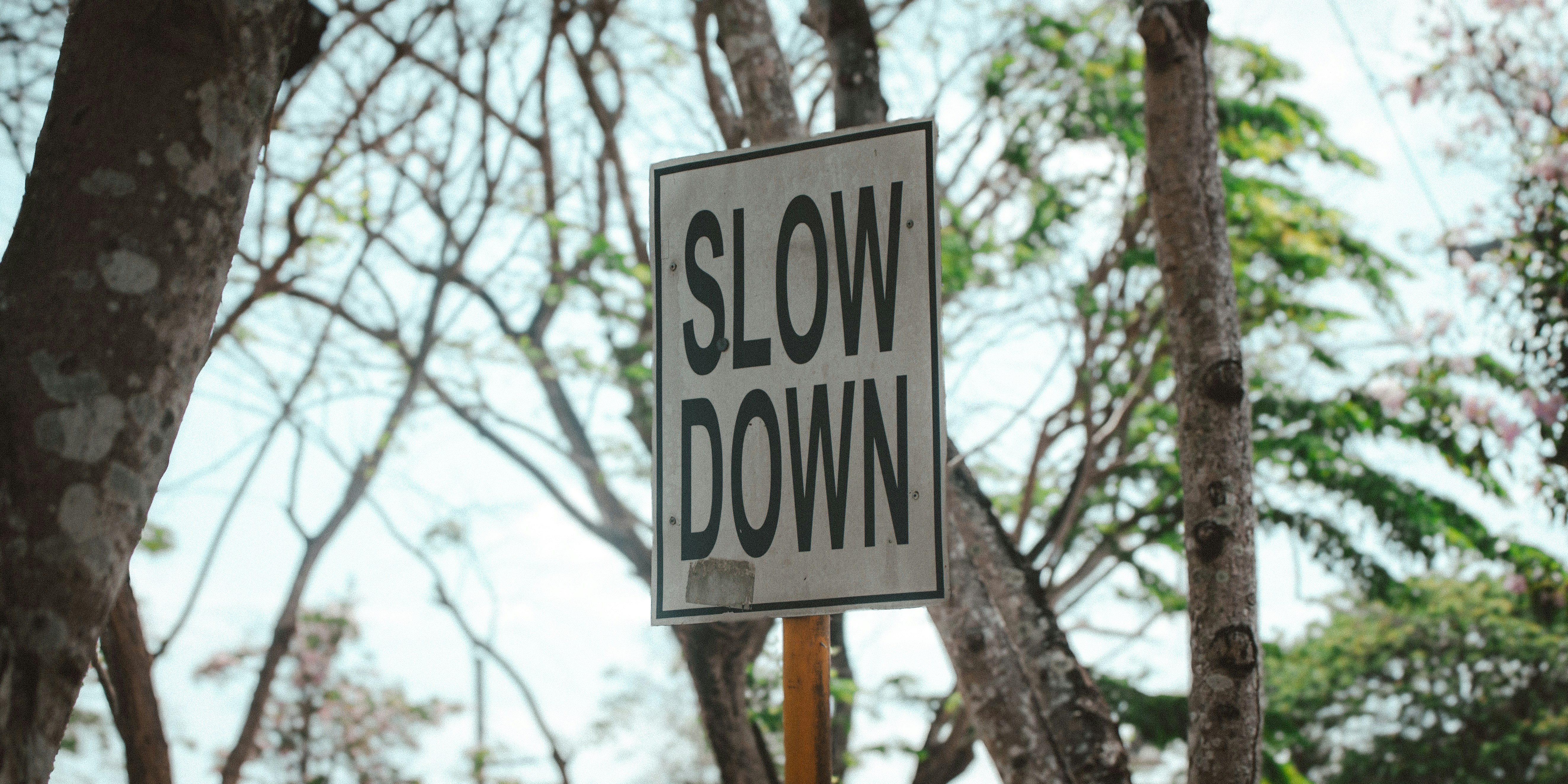 a slow down sign in front of some trees