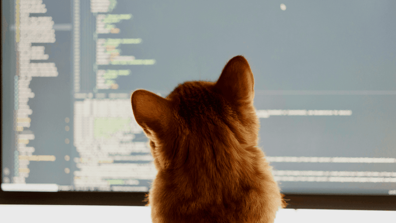 Orange cat watching lines of computer code on a monitor, symbolizing coding and curiosity.