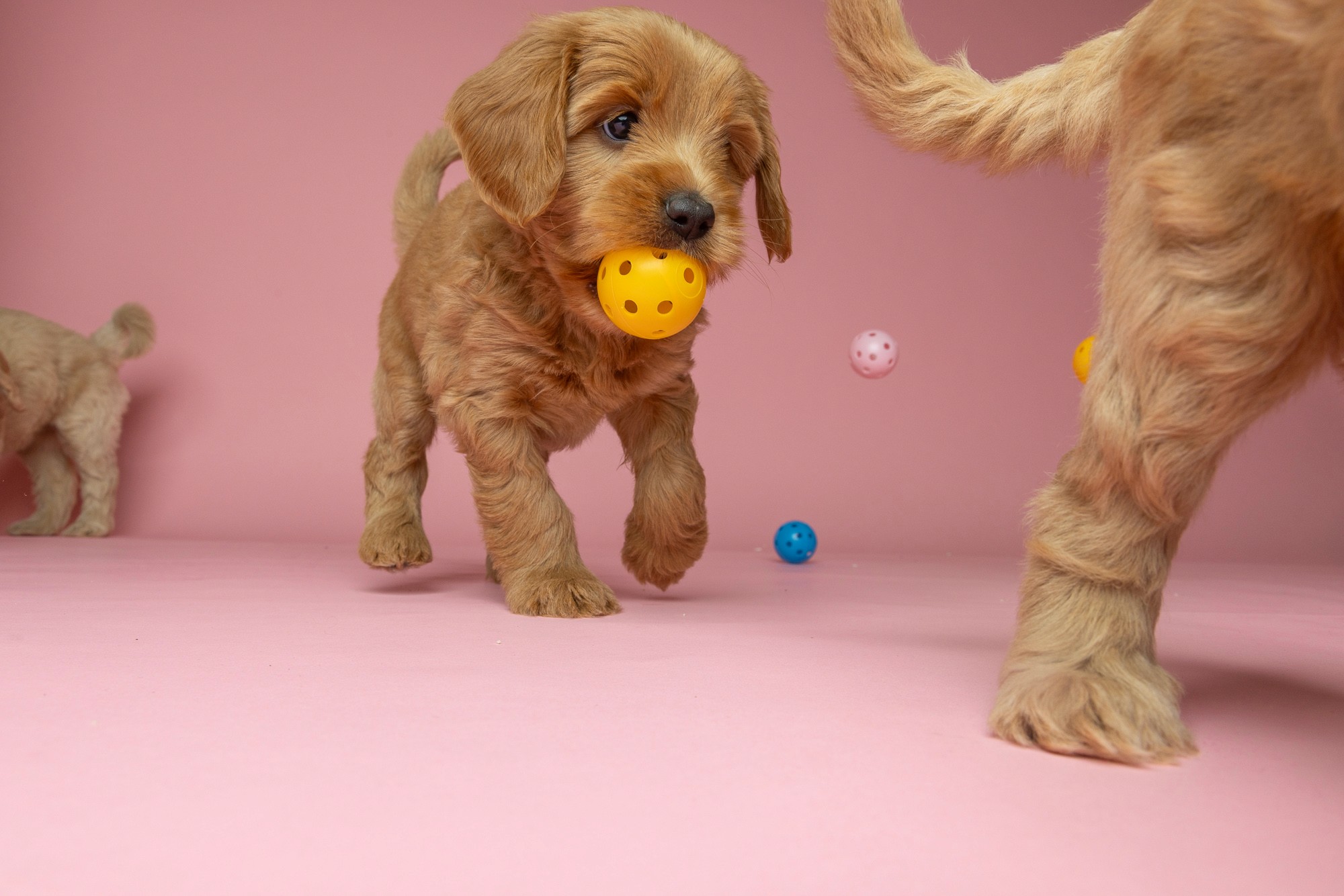Puppies playing with bouncy balls