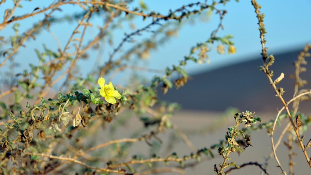 Tribulus Terrestris