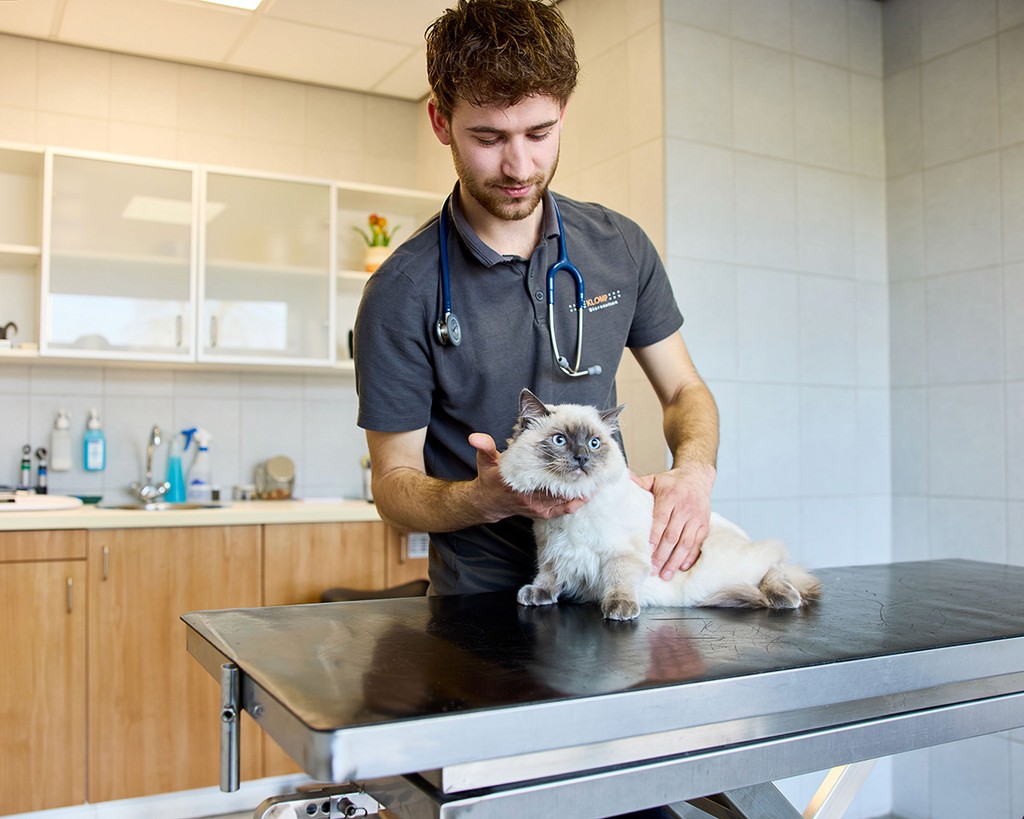De Klomp dierenarts