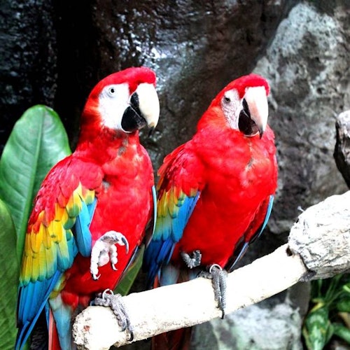 Hai con vẹt đỏ rực rỡ với cánh xanh và vàng đậu trên một cành cây, với cây xanh và đá ở nền phía sau.