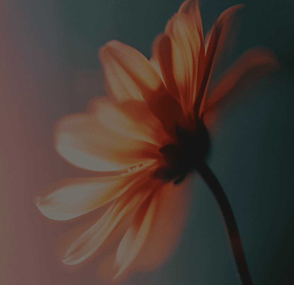 Soft-focus orange flower bathed in warm light against a dark teal background.
