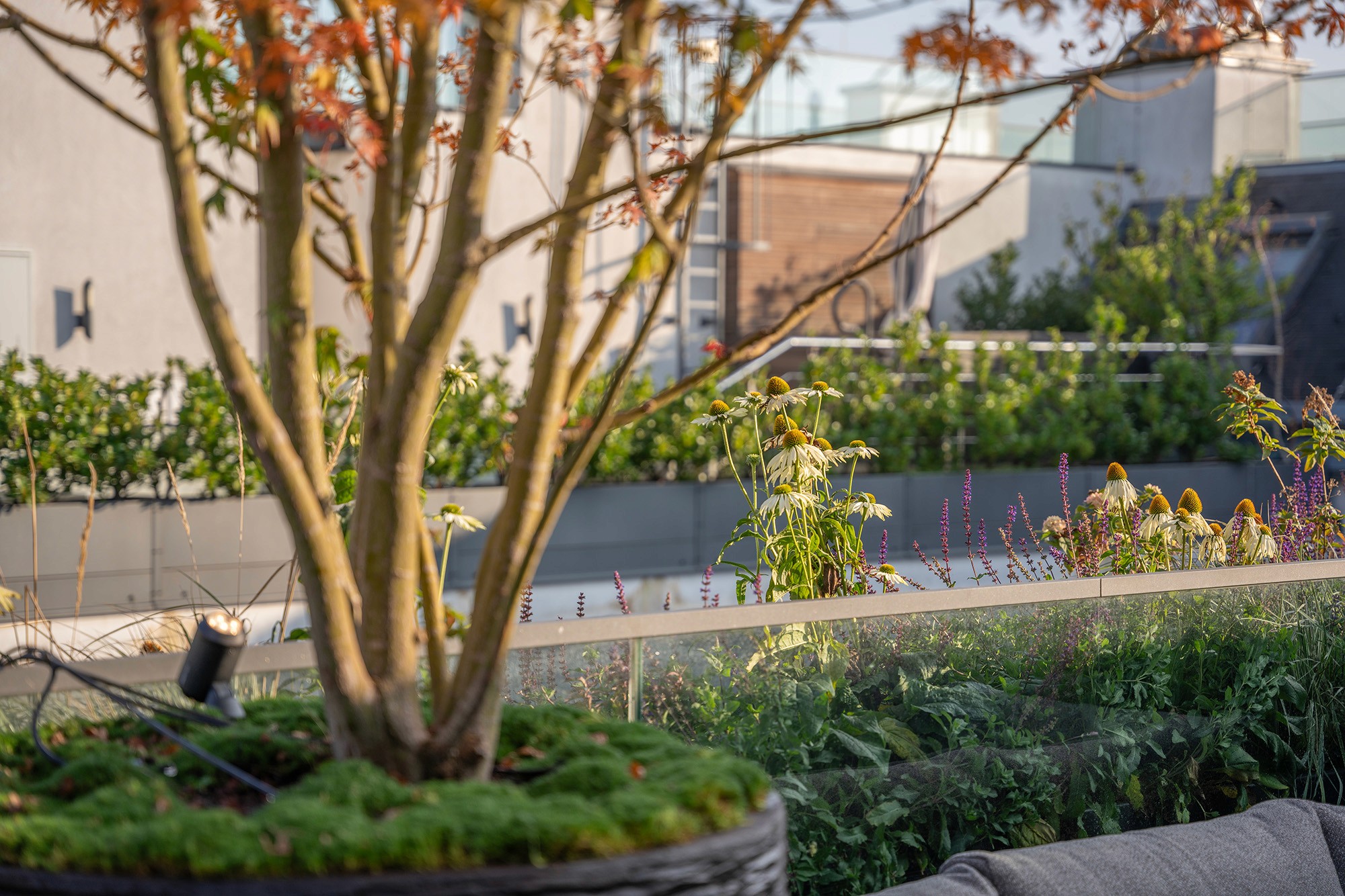 Dachterrasse mit Staudenbeeten, Glasgeländer und urbaner Begrünung