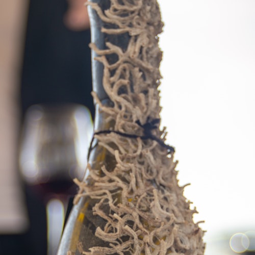 水下酒庄作为人工礁石，为多种不同的物种提供庇护