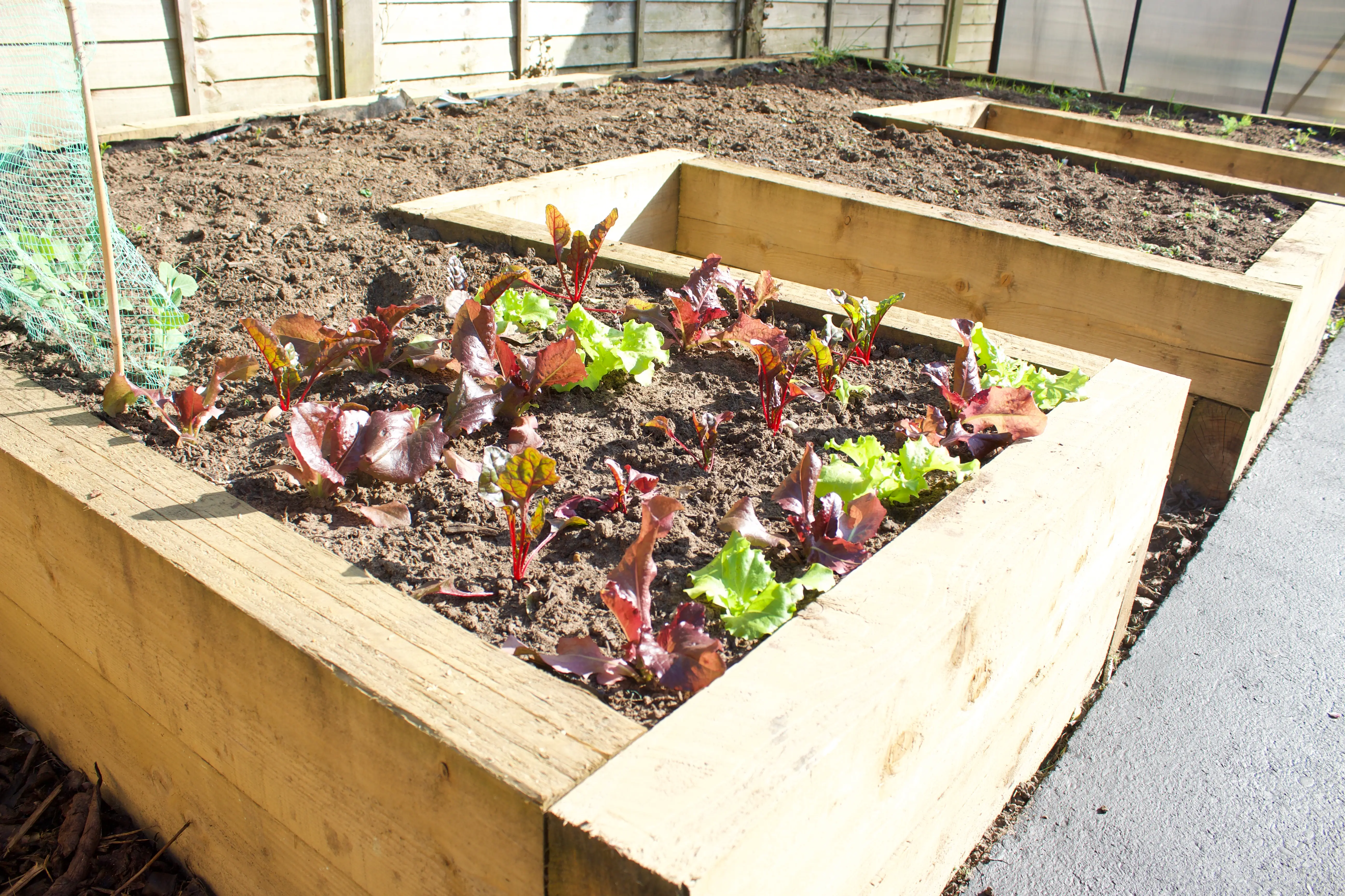 Wooden raised garden beds filled with various lush green and red plants in a bright, well-lit environment.