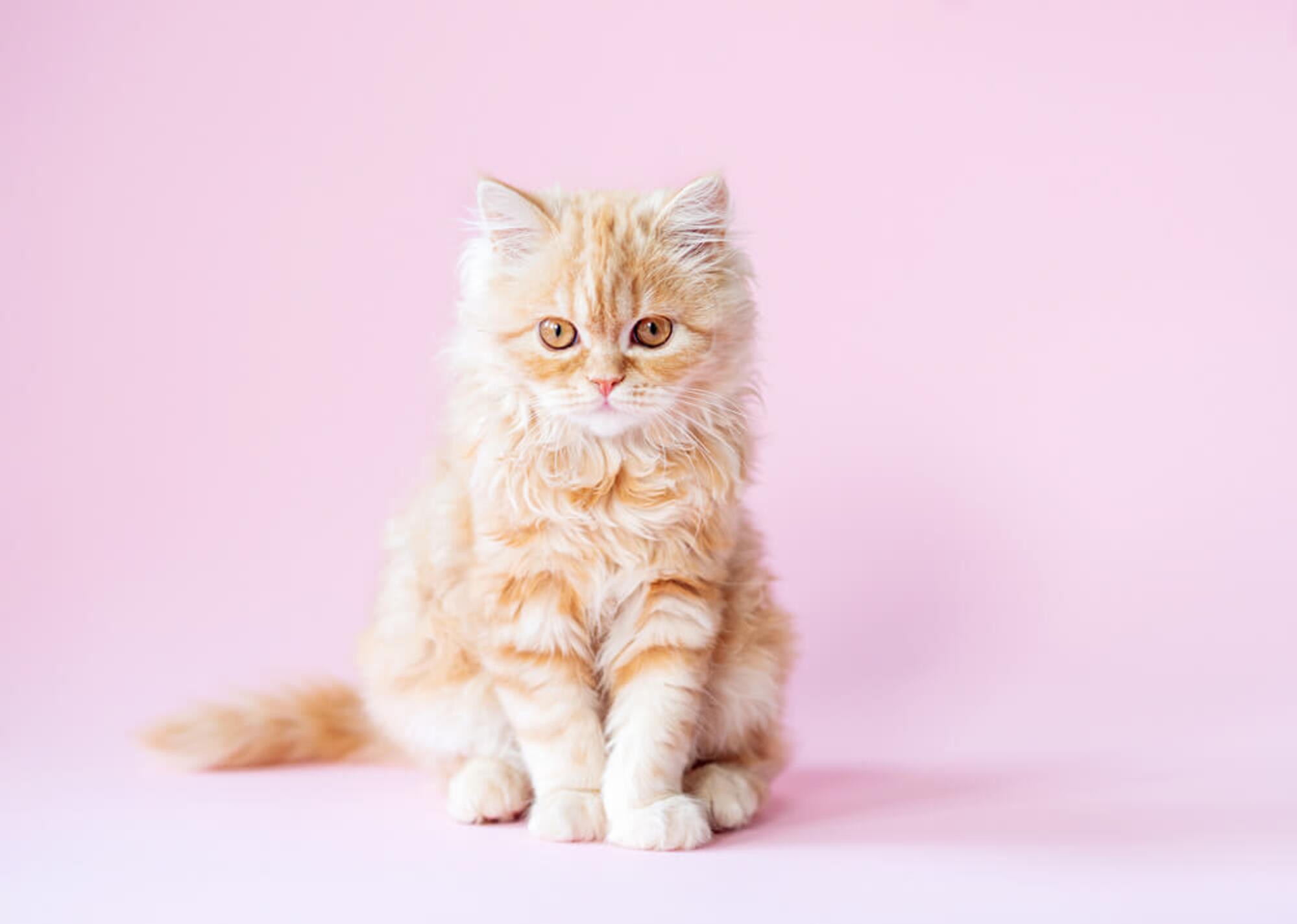 A cat gazing thoughtfully inside a photo studio with a pink background, creating serene, cute cat photos by Mahvin Photography.