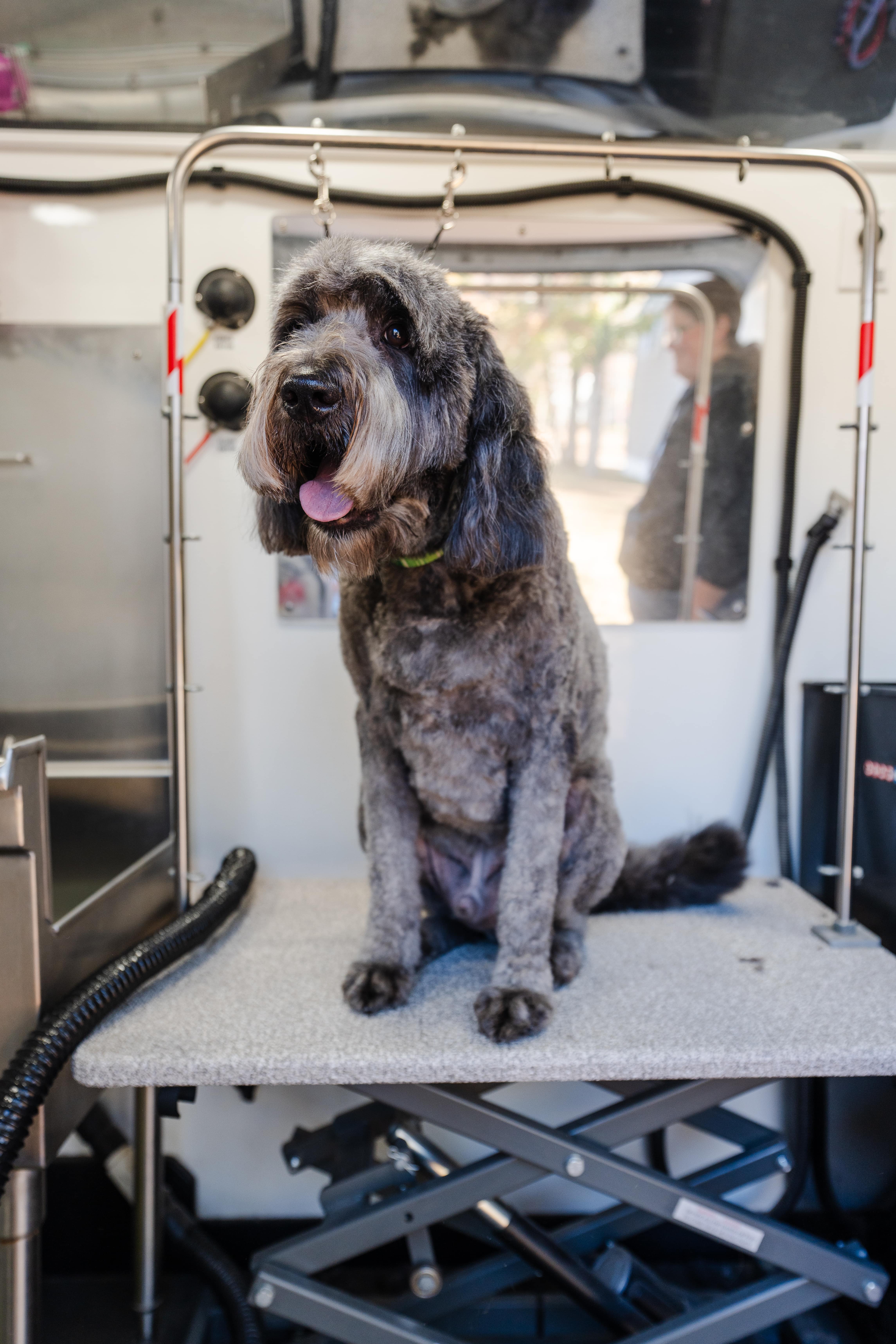 Groomed dog standing on grooming table inside mobile dog grooming van in SouthPark, Charlotte