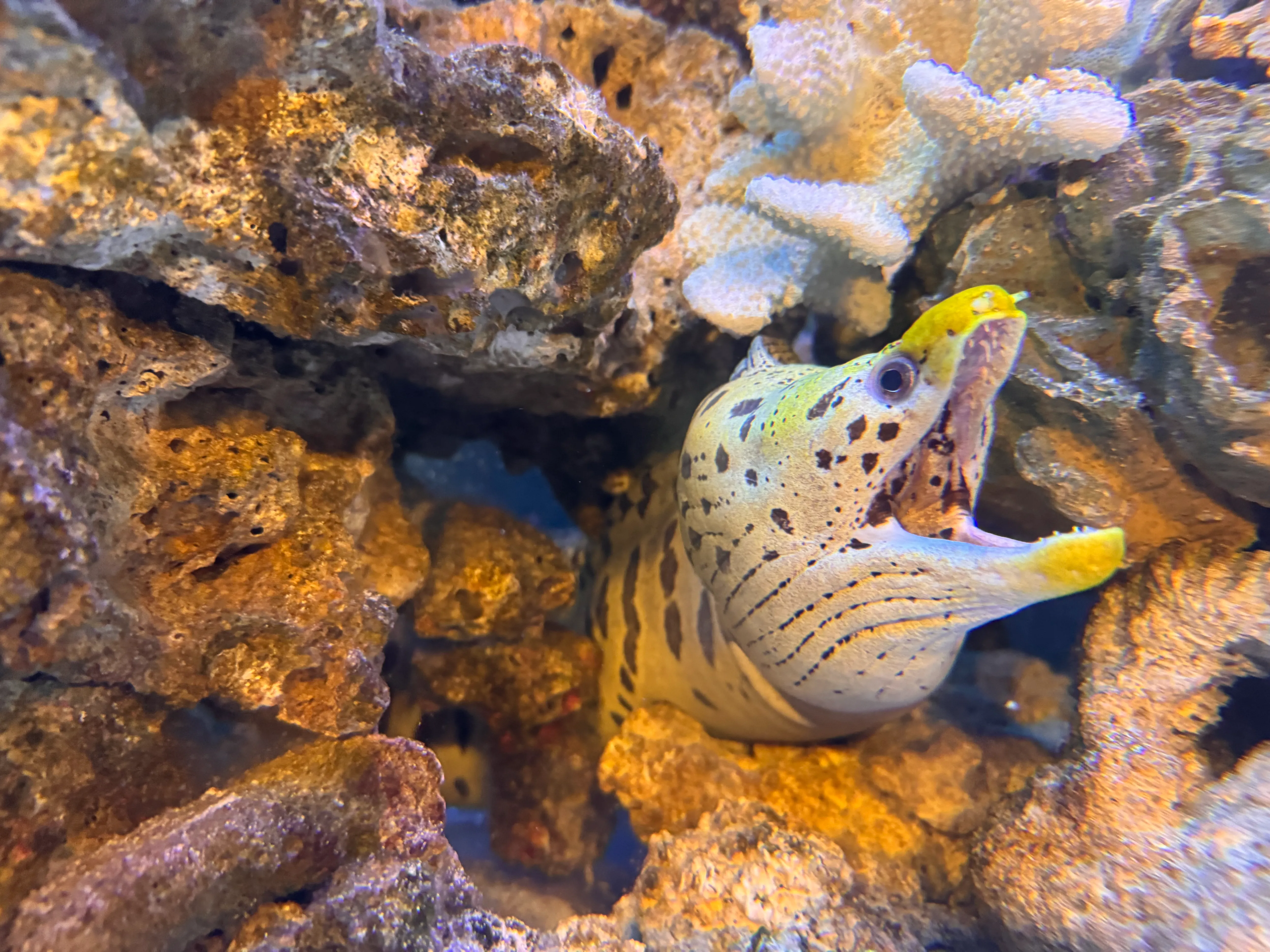 岩組みの隙間から顔を出す海水水槽内のウツボの様子