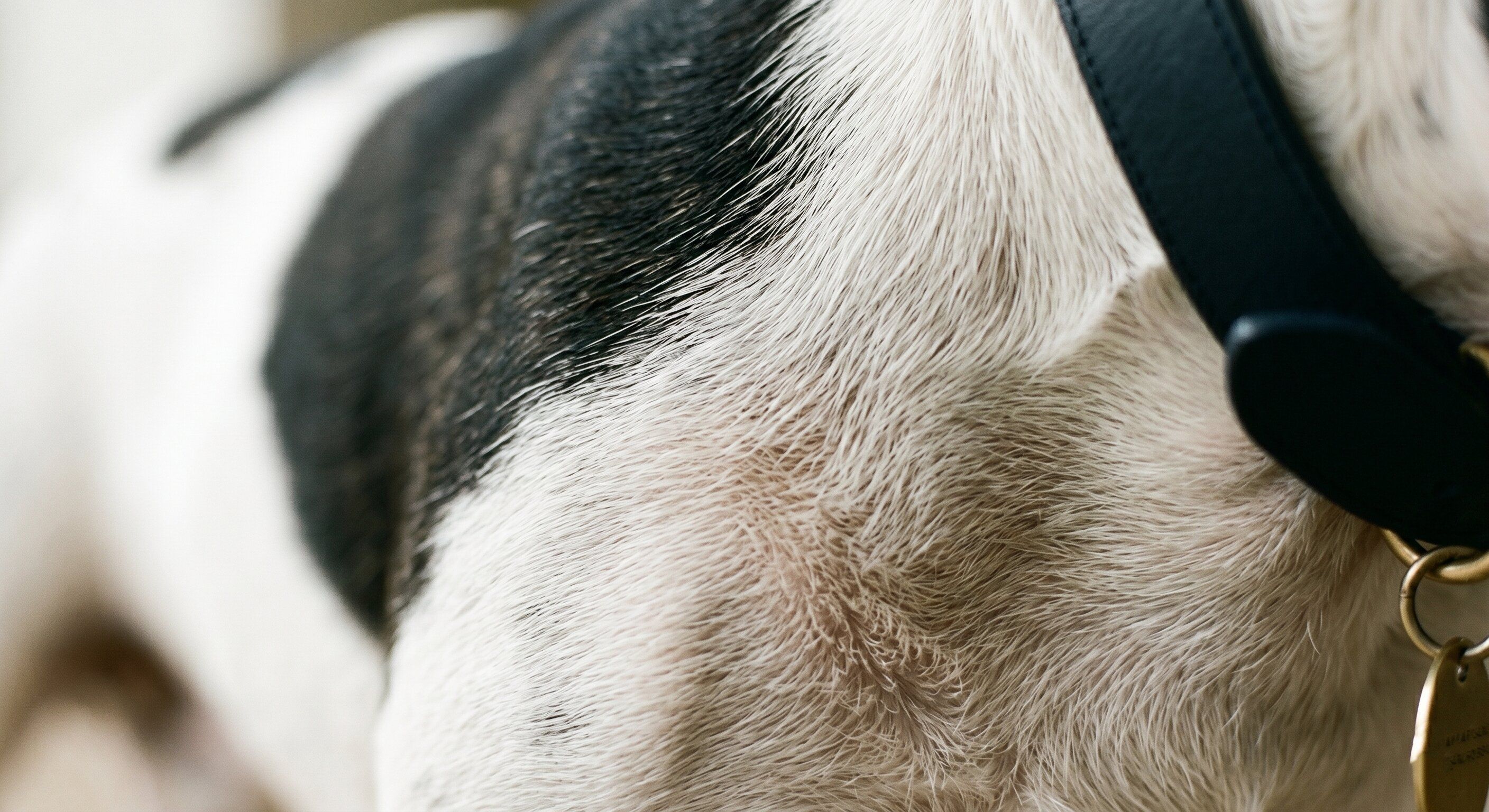 Close-up of a small dog’s skin and coat in soft natural daylight — the surface where the food has been arriving and where the body has been responding over weeks.