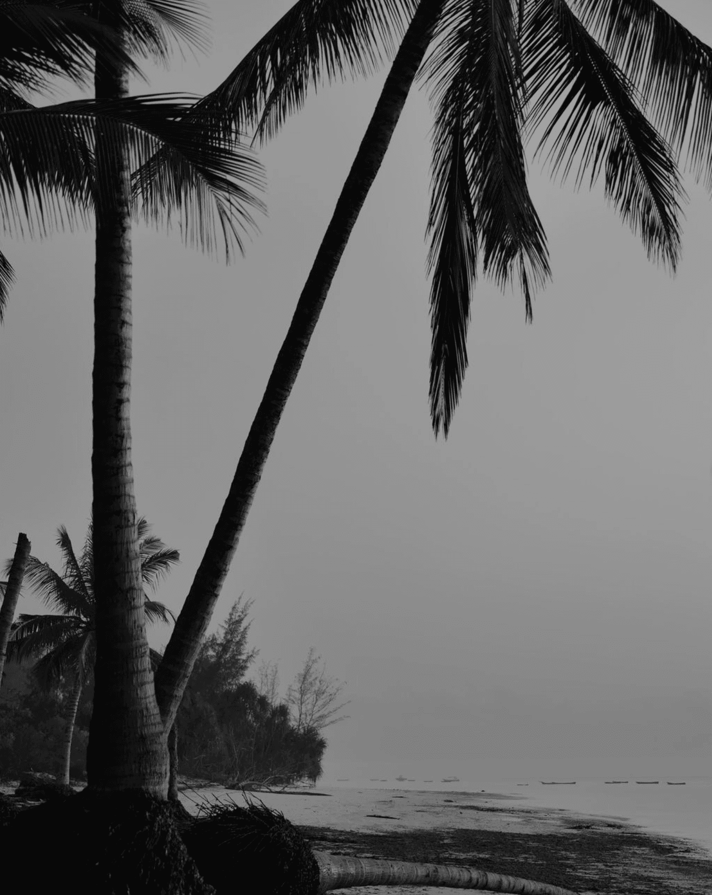 Collaboration between Lady Gaga and Dom Pérignon