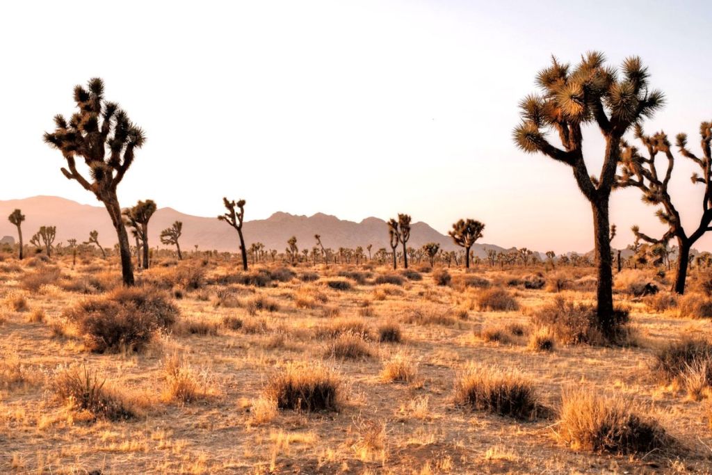 joshua tree national park, usa