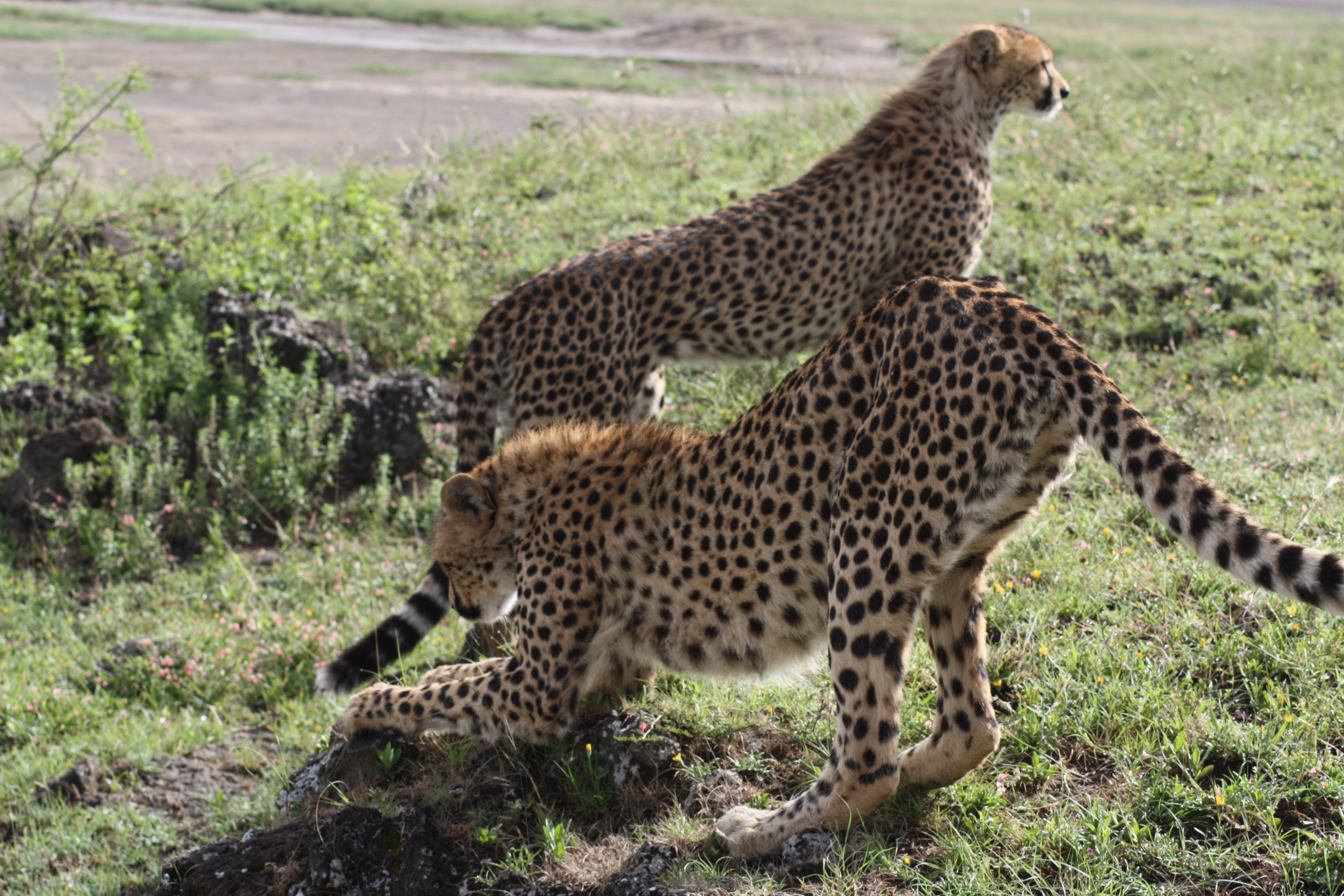 Cheetahs on the plains of the Serengeti, Tanzania