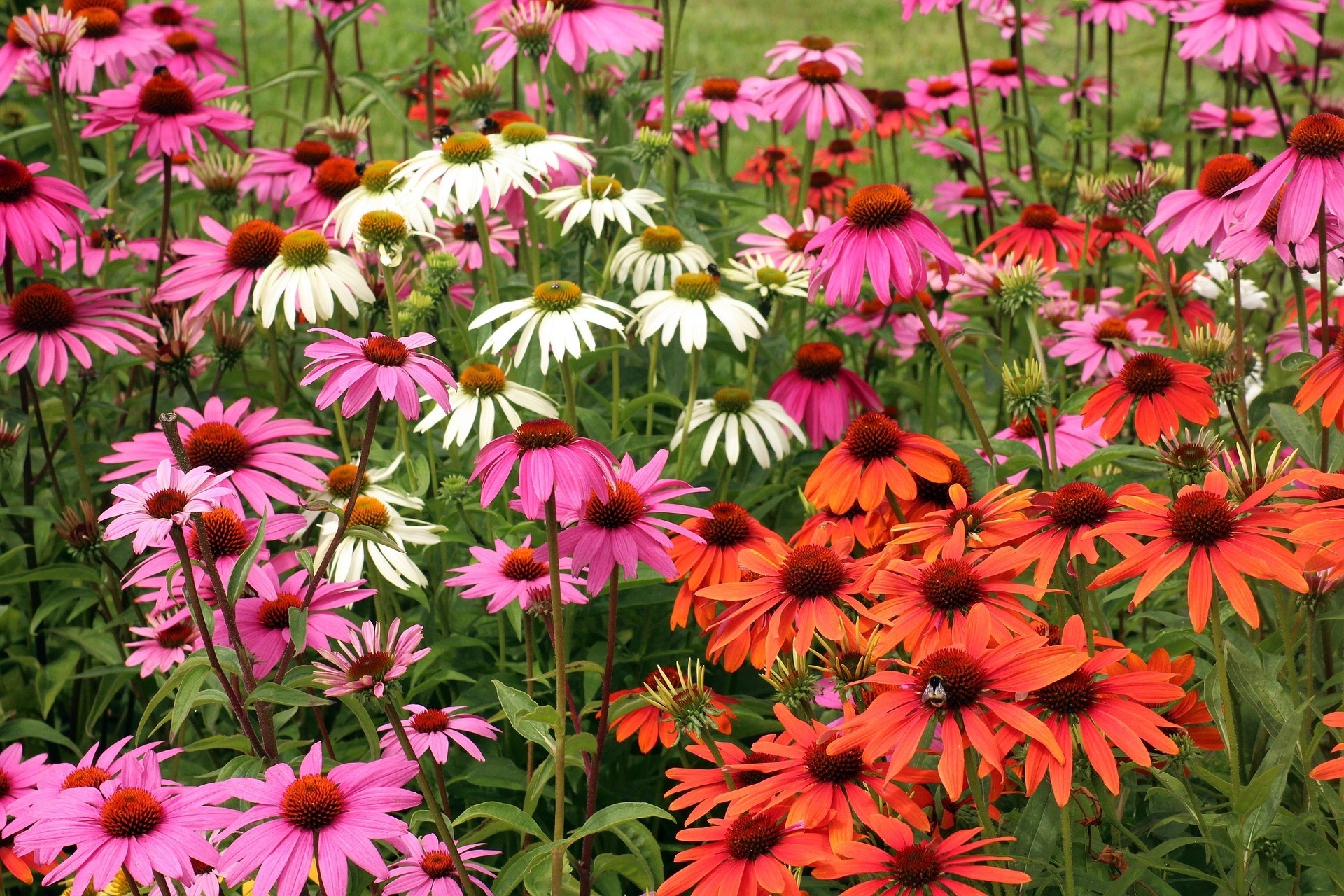 Echinacea Herb Profile