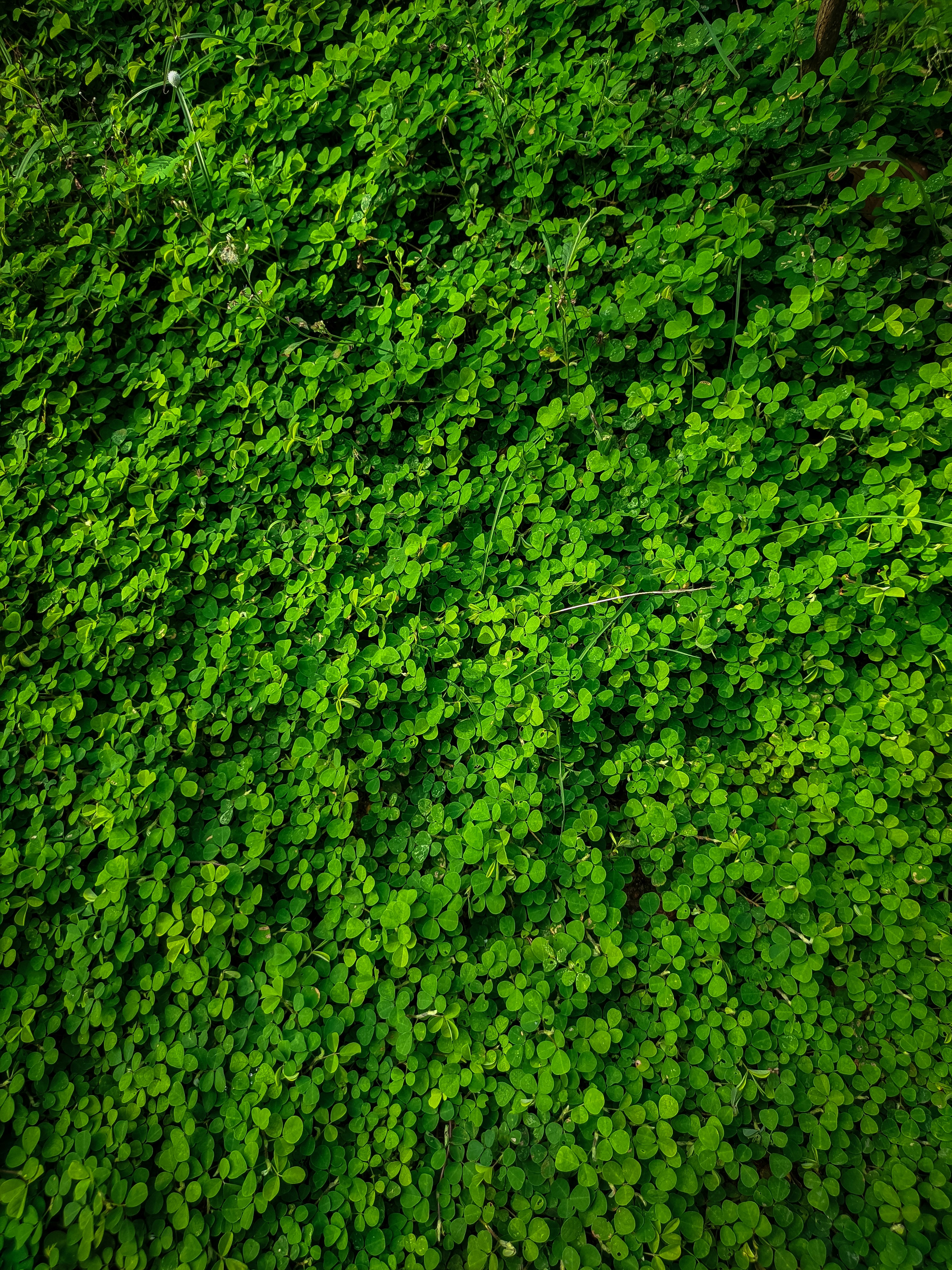 An aerial view of a lush green plant