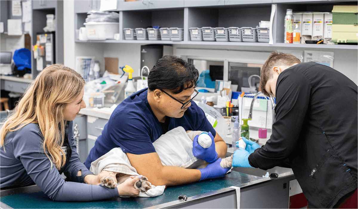 Rethinking_veterinary_technology