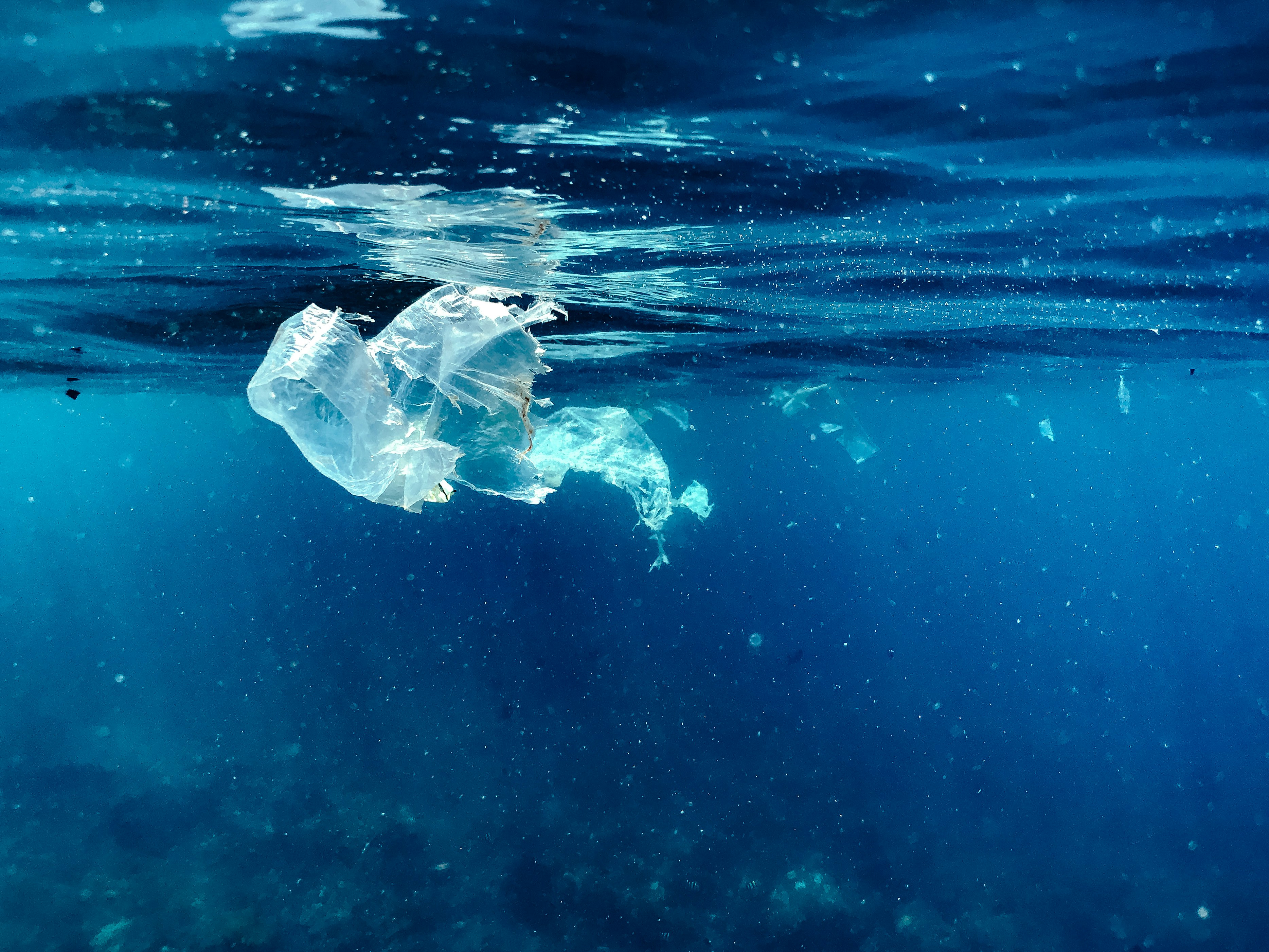 A plastic bag floating in the water