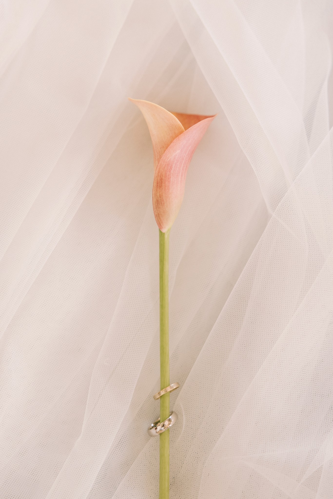 Fiore di calla rosa con fede nuziale sul gambo verde, dettaglio floreale del matrimonio al Castello di Tabiano