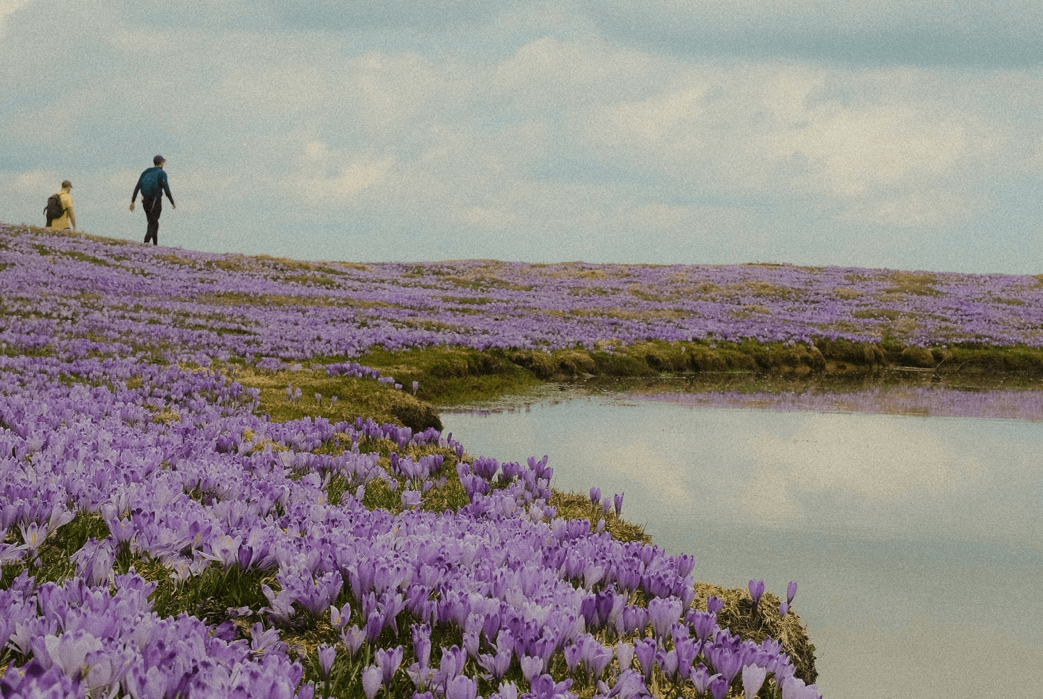 Field of purple crocuses with people walking near water