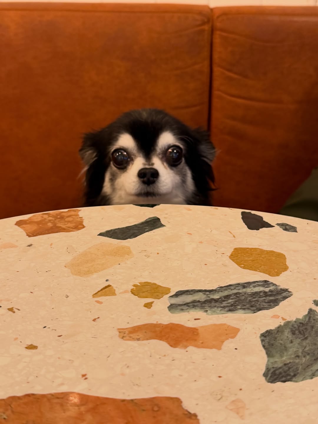 Image of dog in coffee shop.