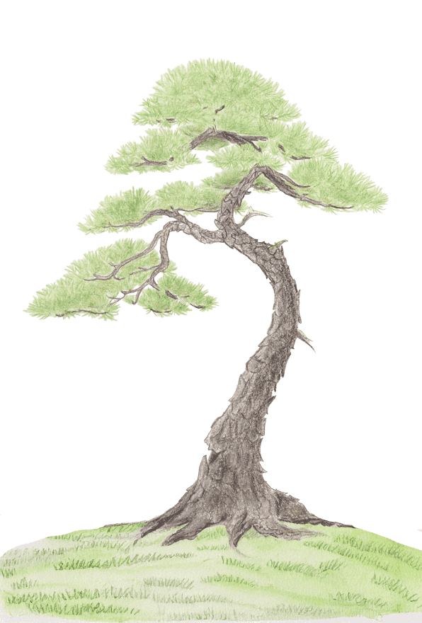 tekening van een bonsai boom