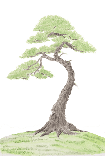 tekening van een bonsai boom