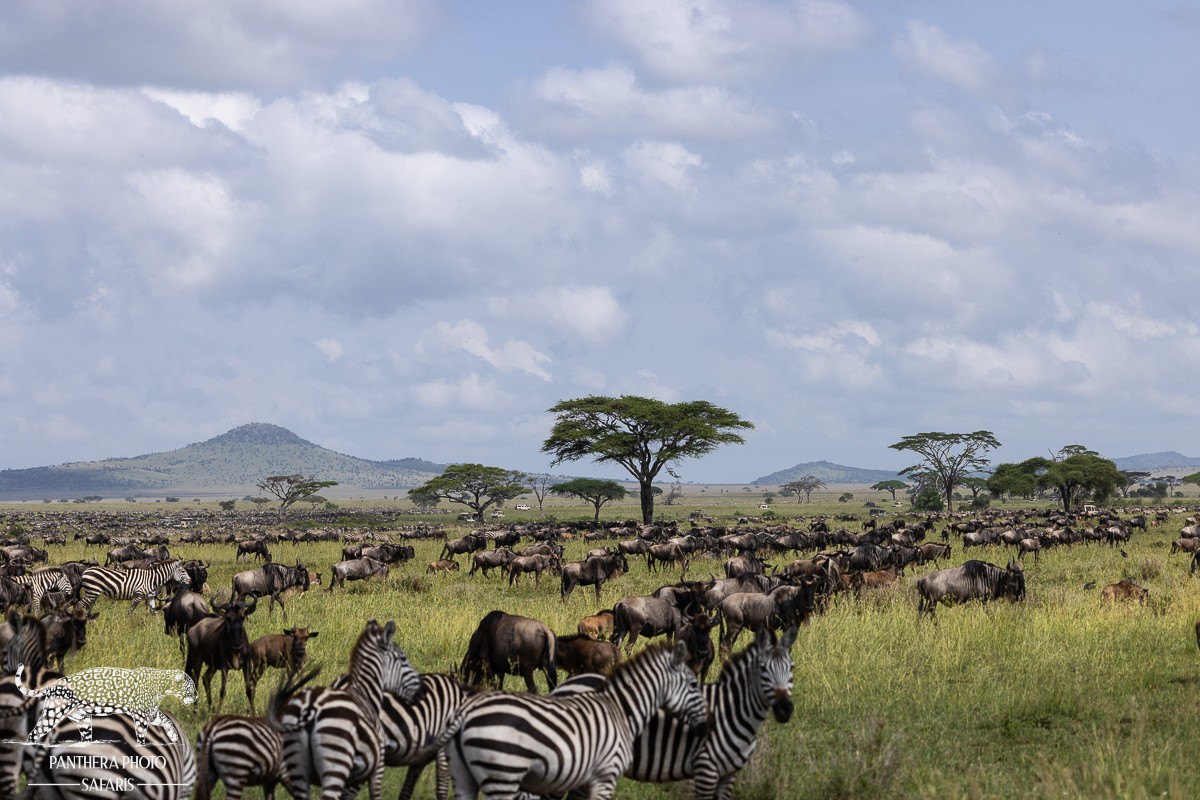 Central Serengeti 2023 Trip Report