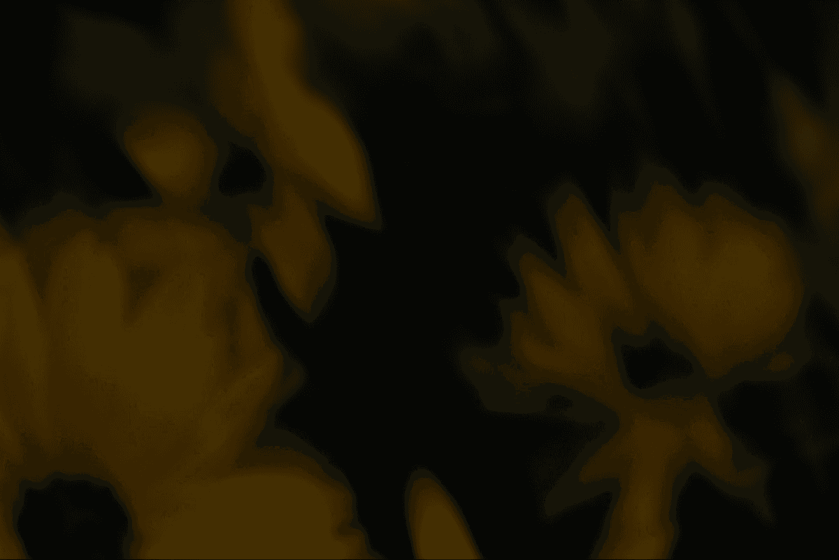 white flower in black background