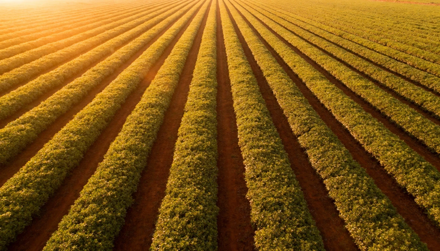 Imagem de um campo de plantações
