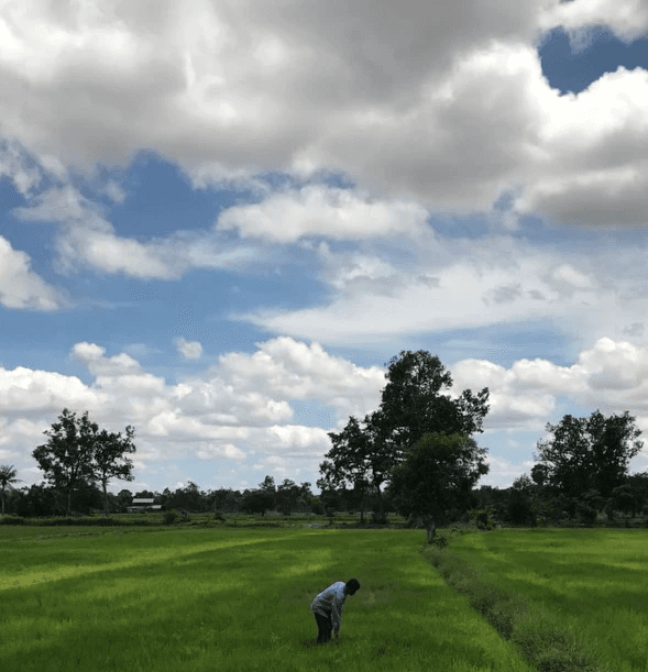 a rice farm in ubon, thailand