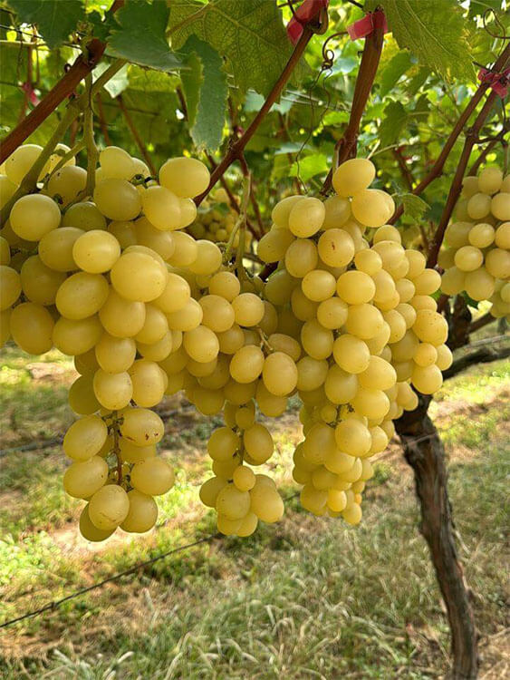 Premium Greek table grapes ready for harvest in vineyard.