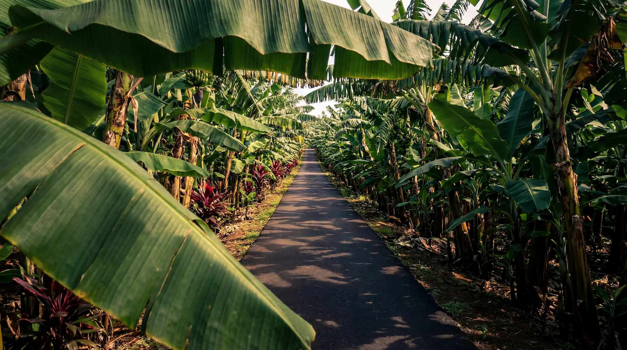 Chemin à travers une bananeraie