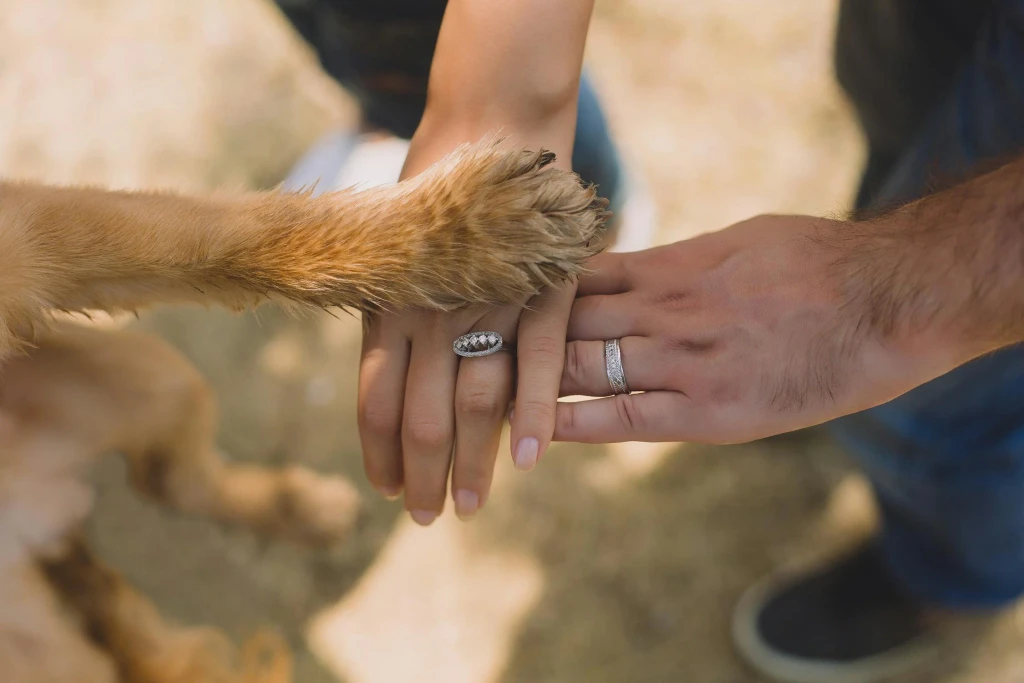 A close-up of a person's hand reaching out to touch a dog's paw, symbolizing connection and companionship.