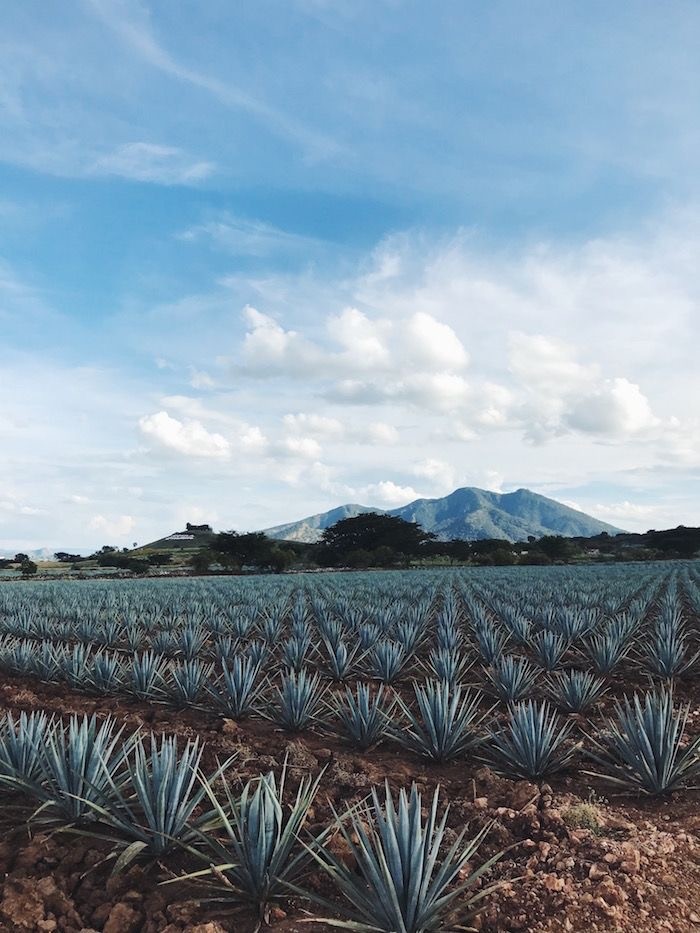 agve fields mexico blue sky mountain
