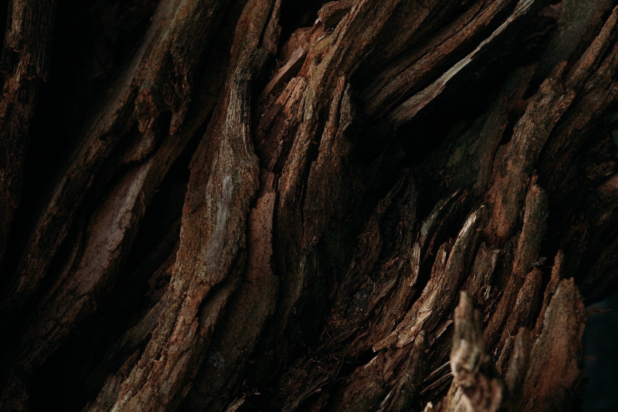 Baumrinde im Detail – Symbol für Natur und Nachhaltigkeit