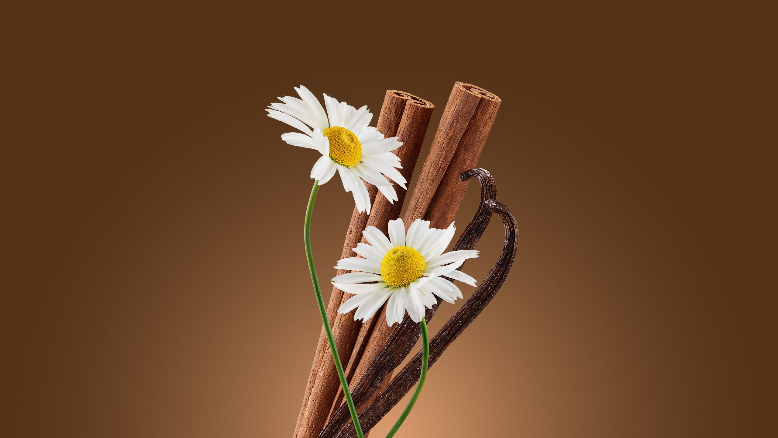 Artistic portrait with red and blue lighting creating a dramatic effect