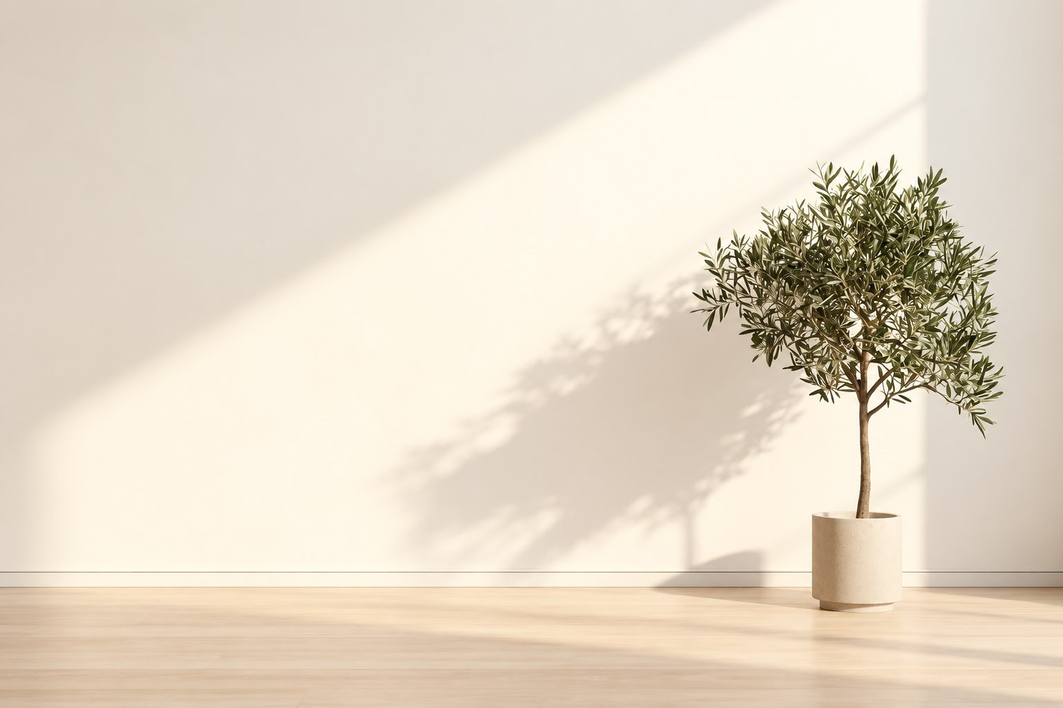 Plant in sunlit room