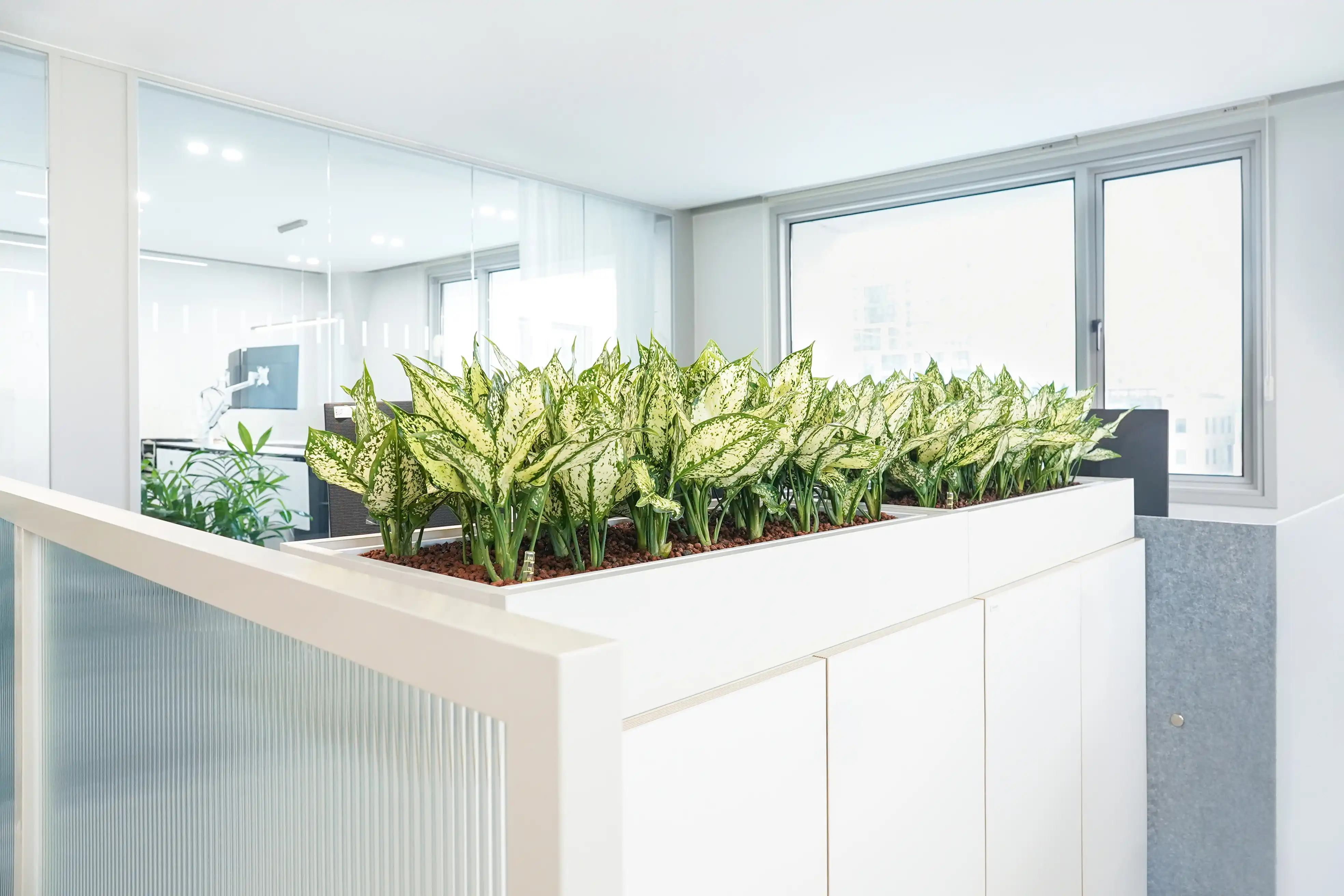 스노우사파이어를 캐비닛에 식재한 디자인의 플랜테리어