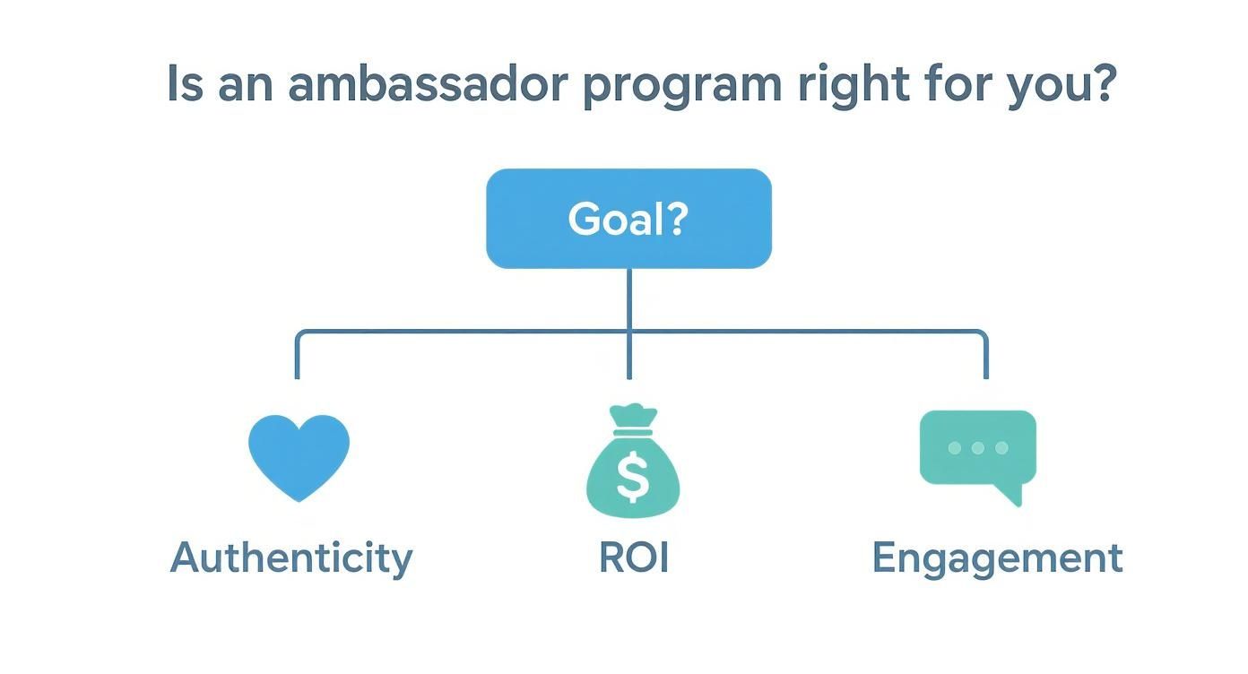 Infographic about ambassador programs for brands