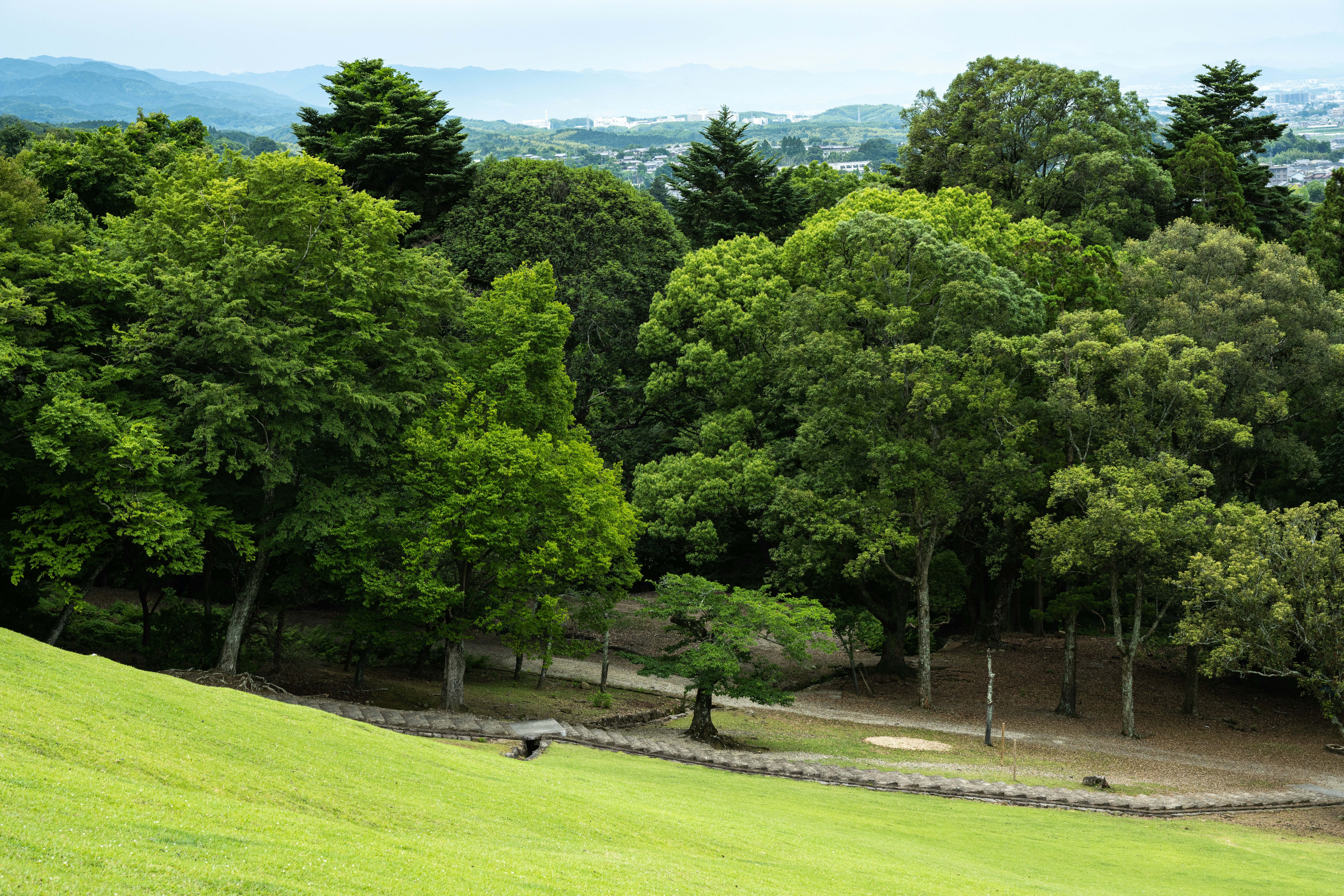 Lush green trees and a grassy hill with a path.