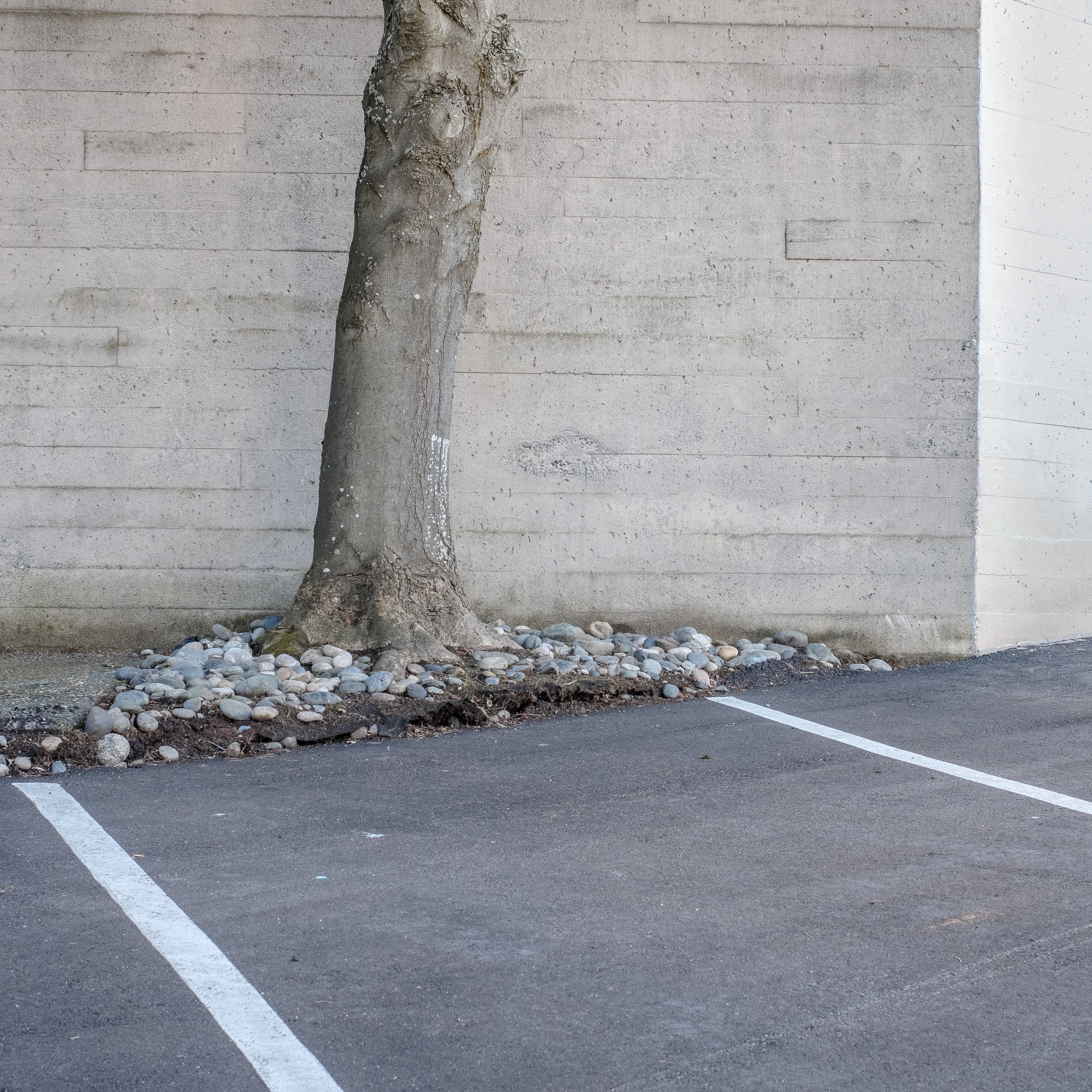 A minimalist parking lot with white lines, a concrete wall, and a tree with stones at its base.