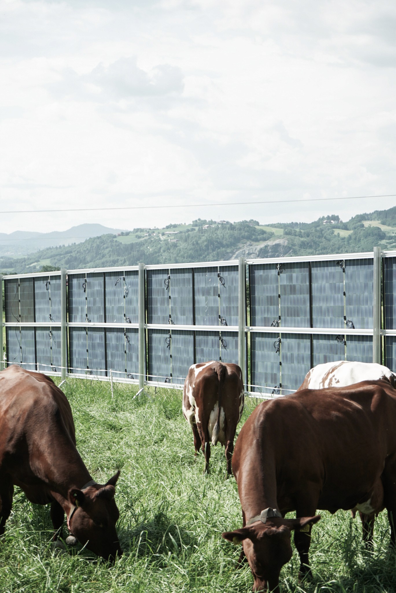 Kuer beiter mellom solcellepaneler 