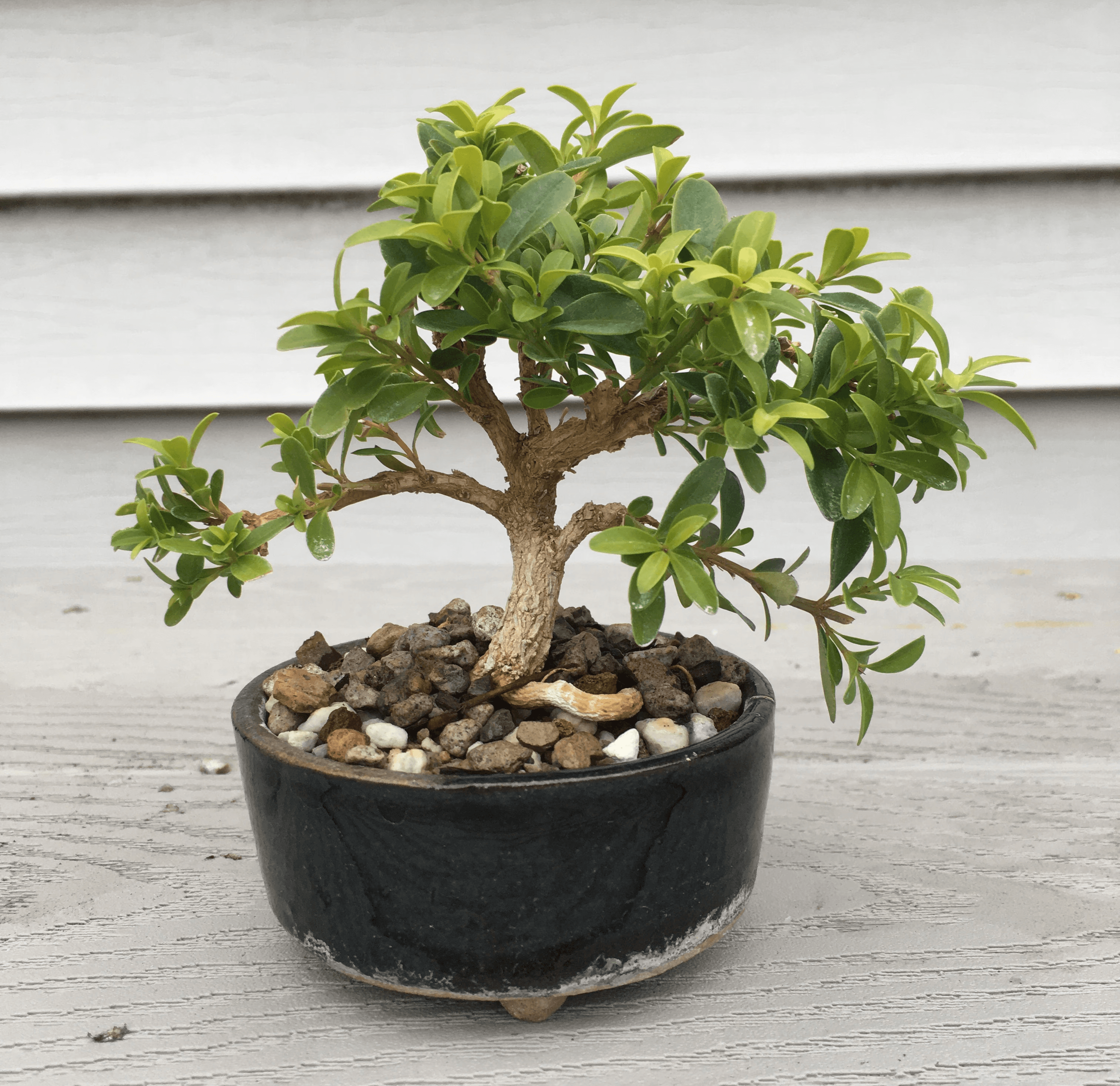 Small boxwood bonsai tree in a round black pot