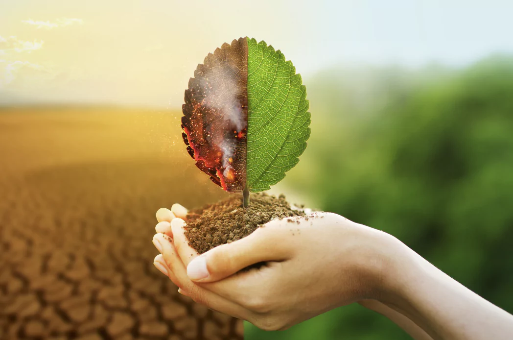 smoldering leaf turning into a green leaf in someone's hand