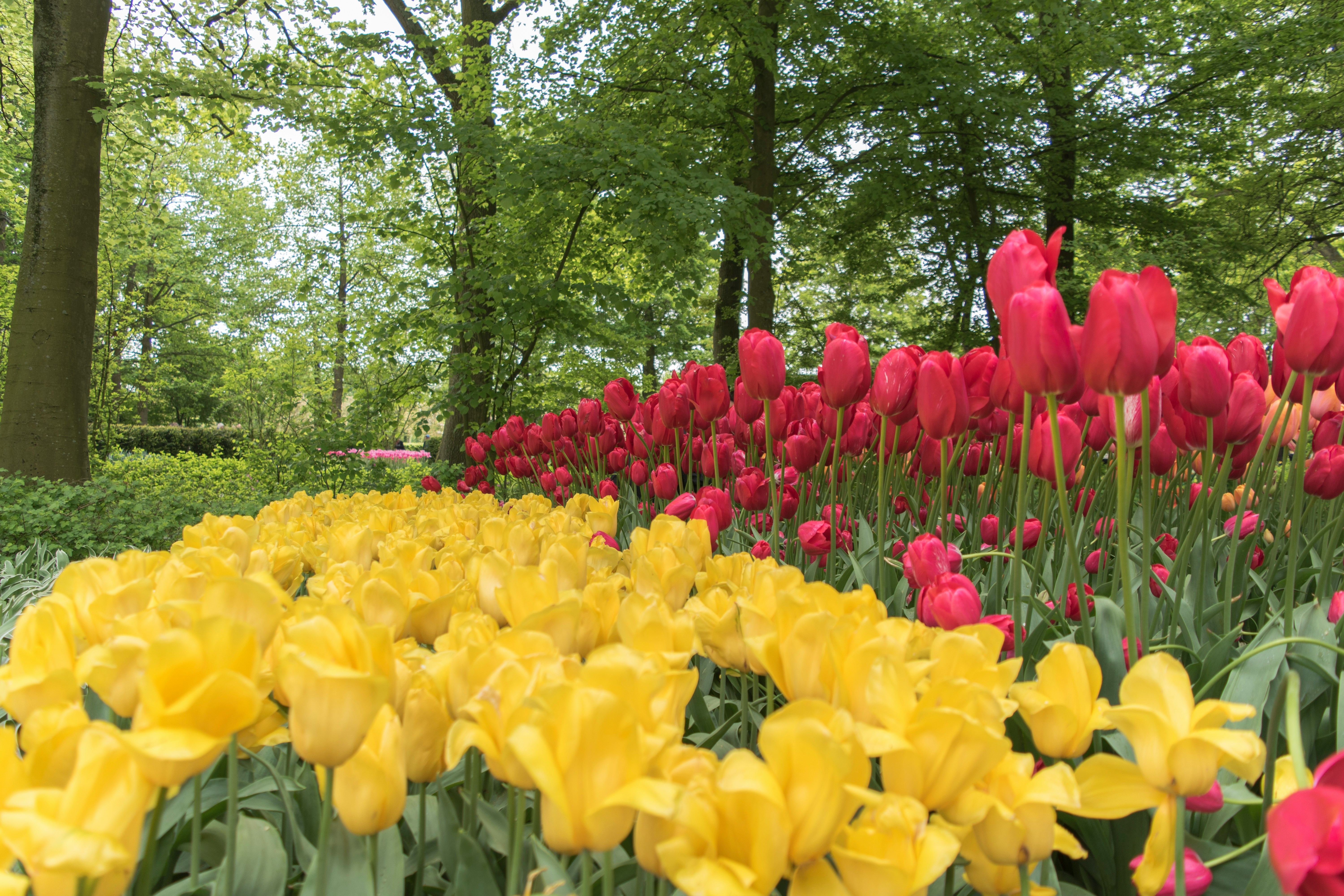 yellow and red tulips in bloom during daytime