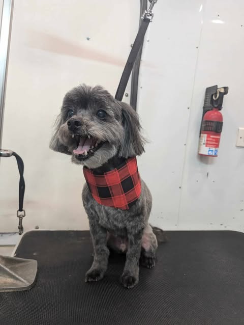 Small Dogs Grooming Gallery Of Photos - Wags To Riches Dog Grooming