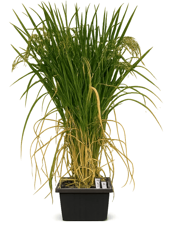 Rice plant exposed to high-temperature conditions to demonstrate stress response.