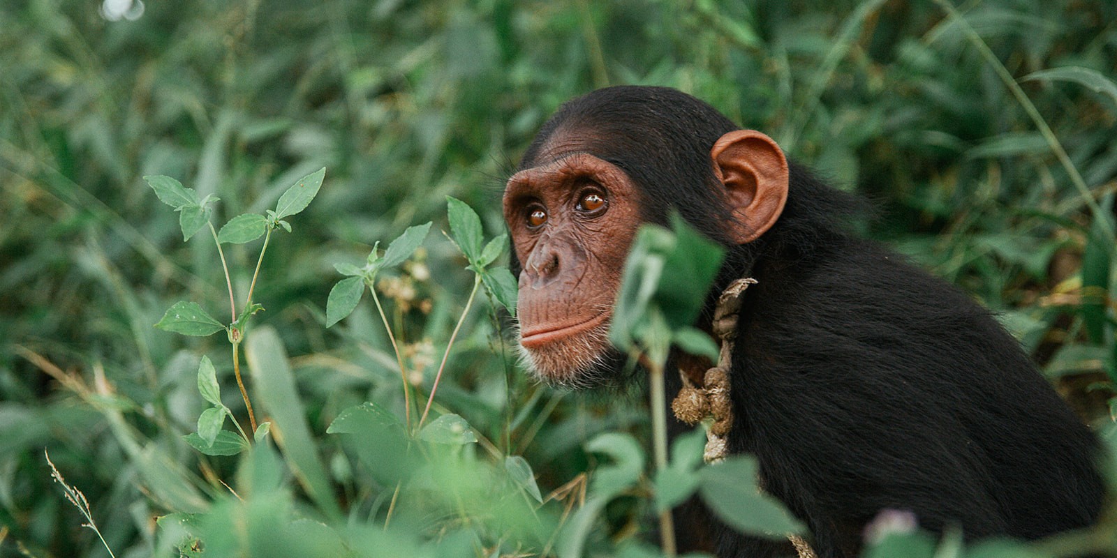 A man running along a forest path.